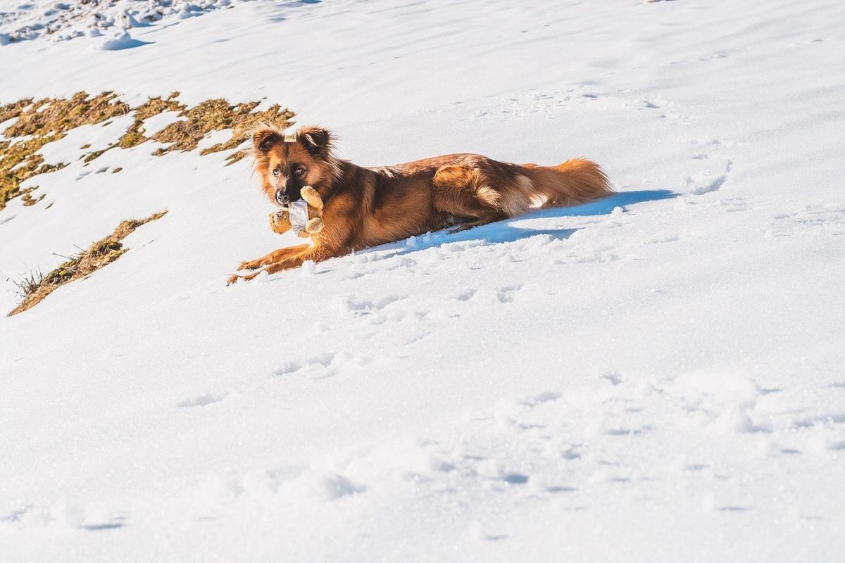 Chien allongé dans la neige, près de buissons secs, sous un ciel ensoleillé Chien allongé dans la neige, près de buissons secs, sous un ciel ensoleillé