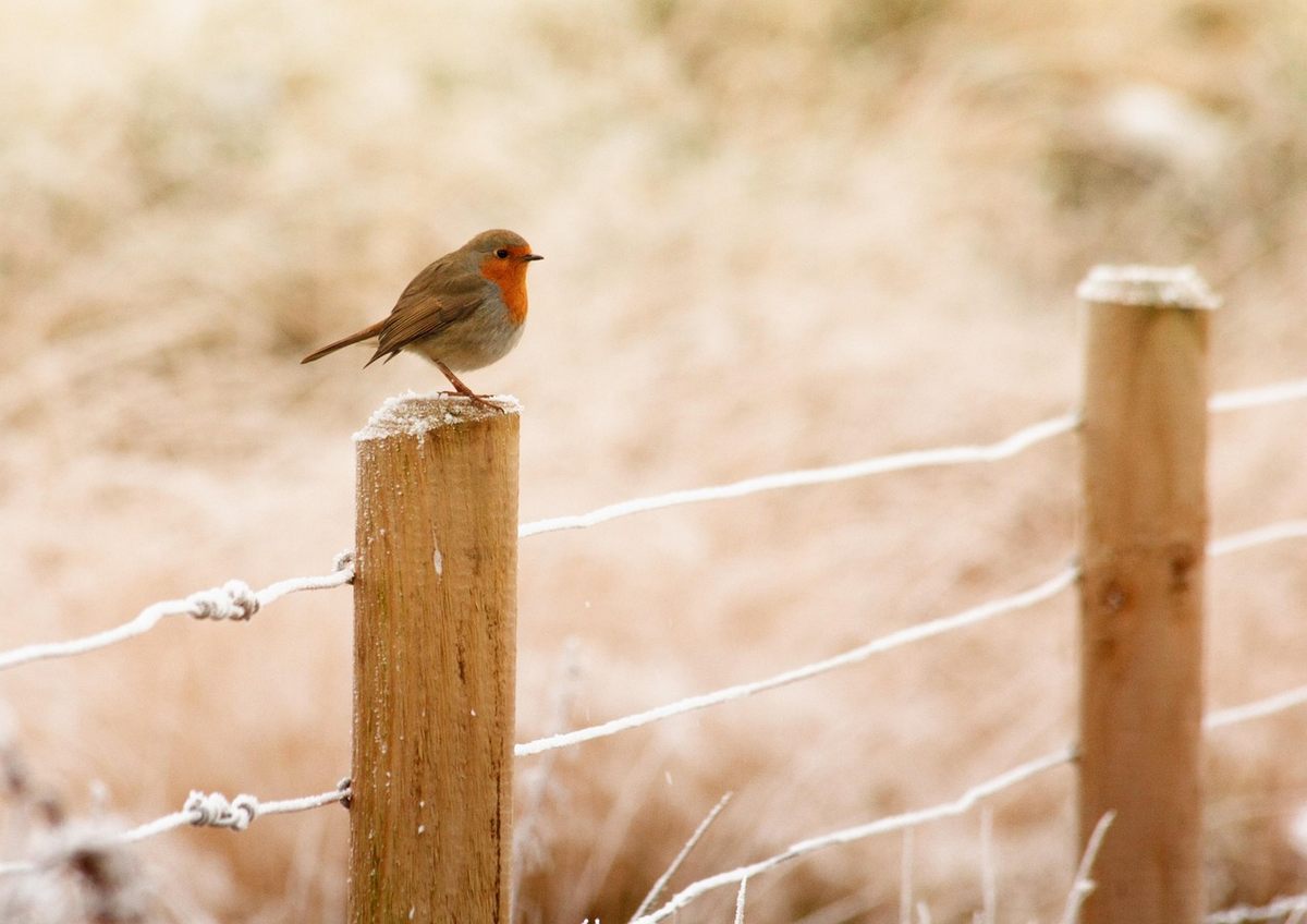Un oiseau rouge sur un poteau de bois avec fil de fer Un oiseau rouge sur un poteau de bois avec fil de fer