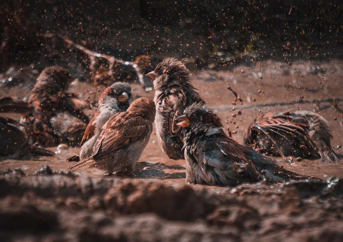 Des étourneaux se baignent dans la boue, éclaboussant l'eau Des étourneaux se baignent dans la boue, éclaboussant l'eau