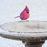 oiseau rouge posé sur bord pierre couvert de givre