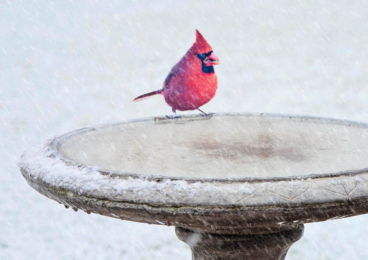 oiseau rouge posé sur bord pierre couvert de givre
