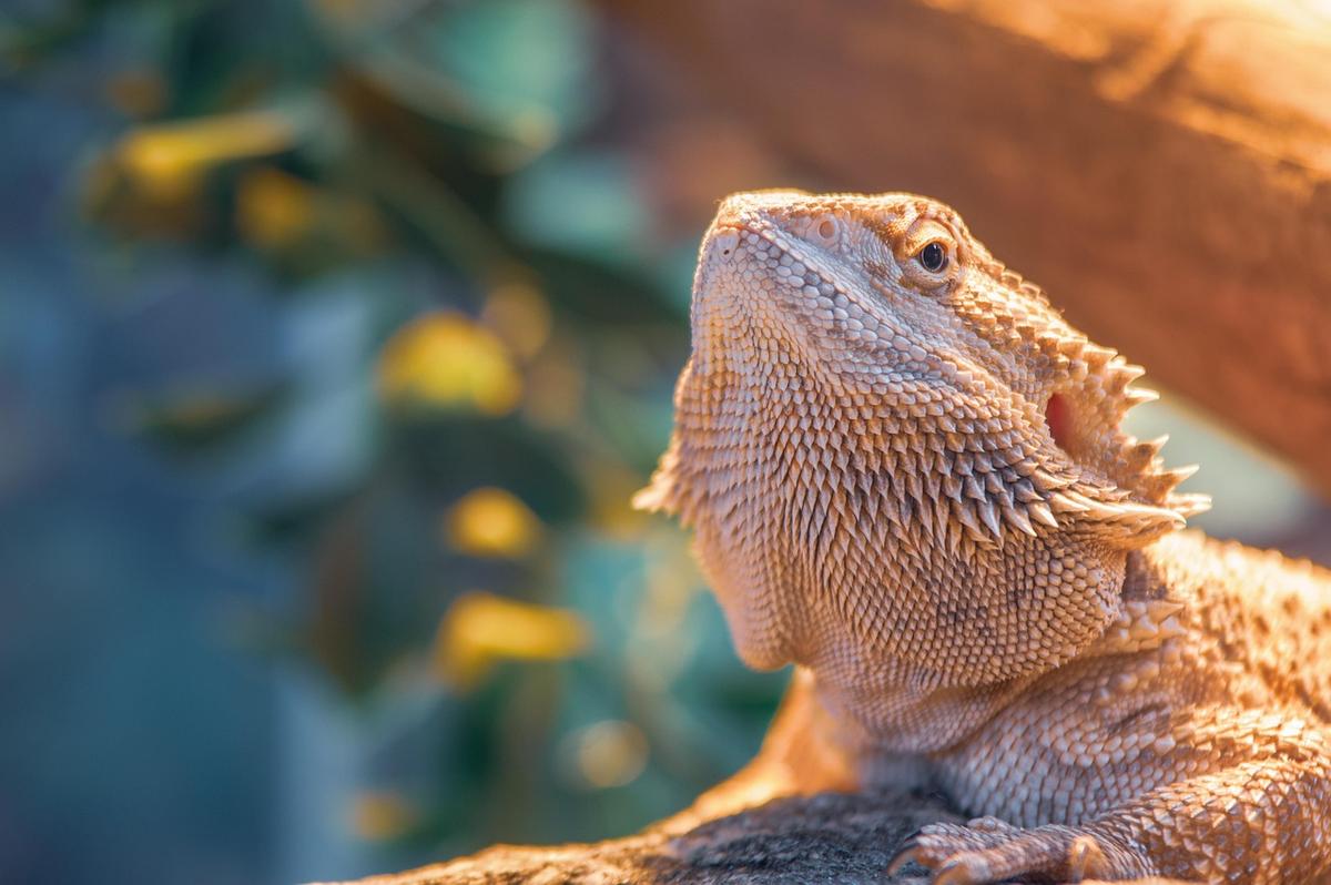 Un dragon barbu sous une lampe chauffante dans un terrarium Un dragon barbu sous une lampe chauffante dans un terrarium